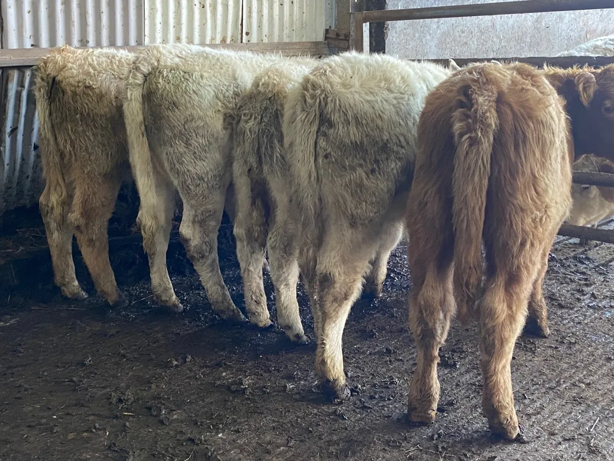 5 Super Weanling Heifers - Image 3