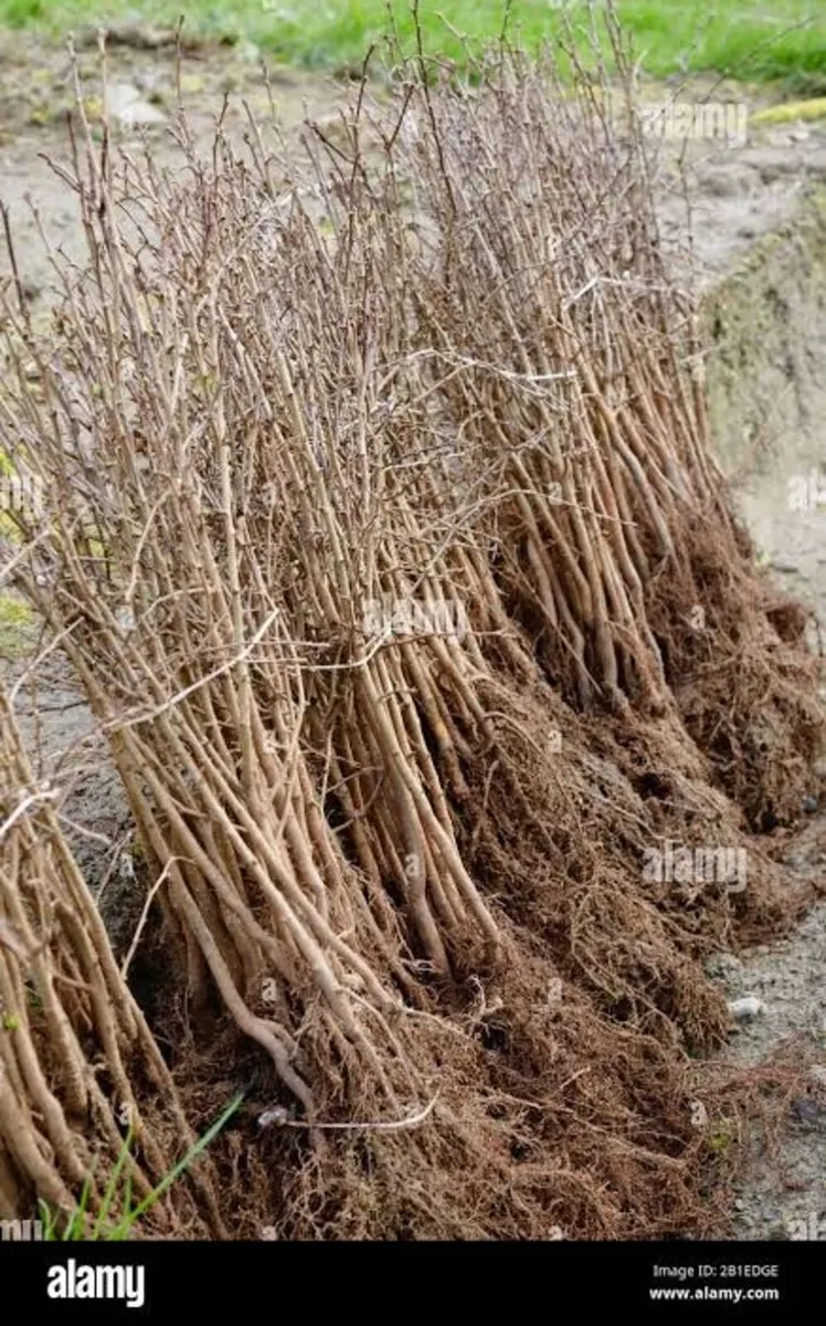 Hawthorn Hedging 3ft - Image 1