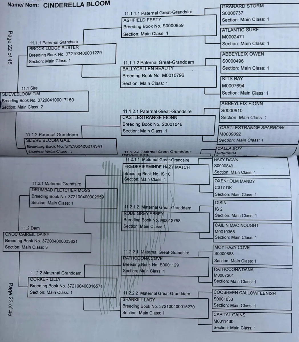 Beautiful Dun Connemara Mare - Image 2