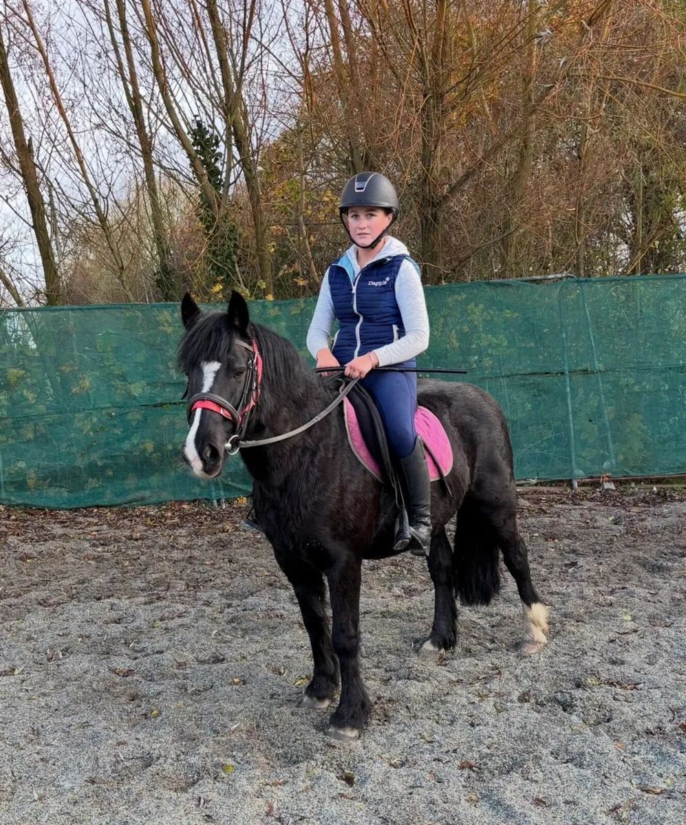 QUIET, ALL-ROUNDER 13.2 PONY - Image 1