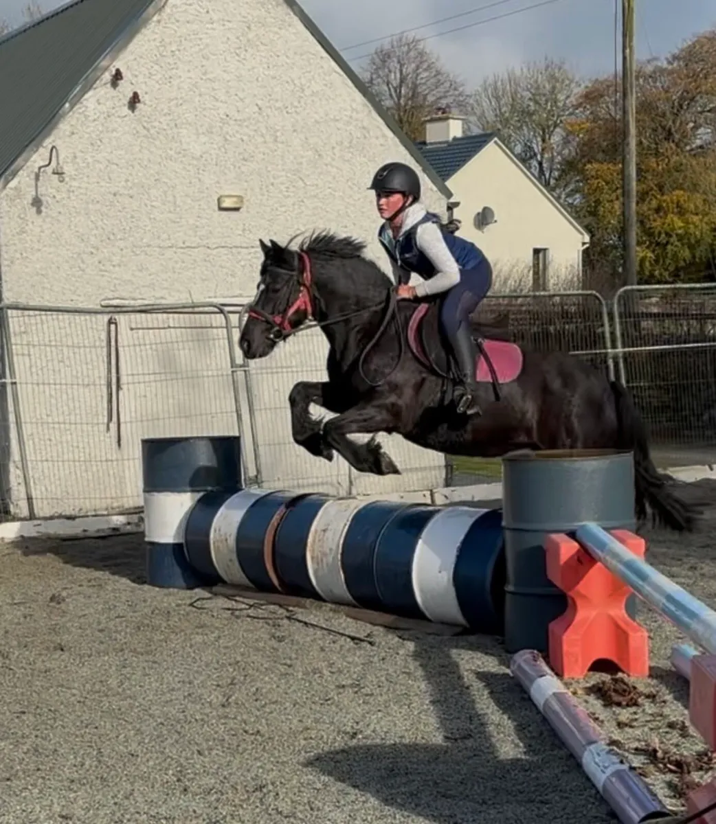 QUIET, ALL-ROUNDER 13.2 PONY - Image 2