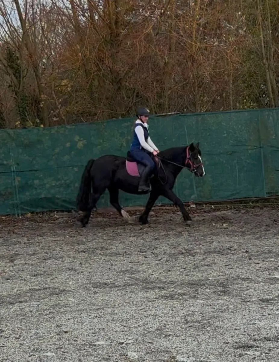 QUIET, ALL-ROUNDER 13.2 PONY - Image 3
