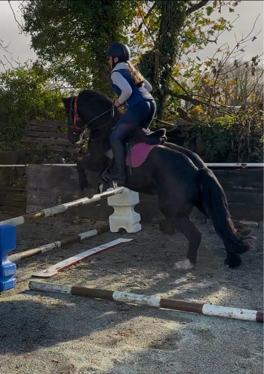 QUIET, ALL-ROUNDER 13.2 PONY - Image 4