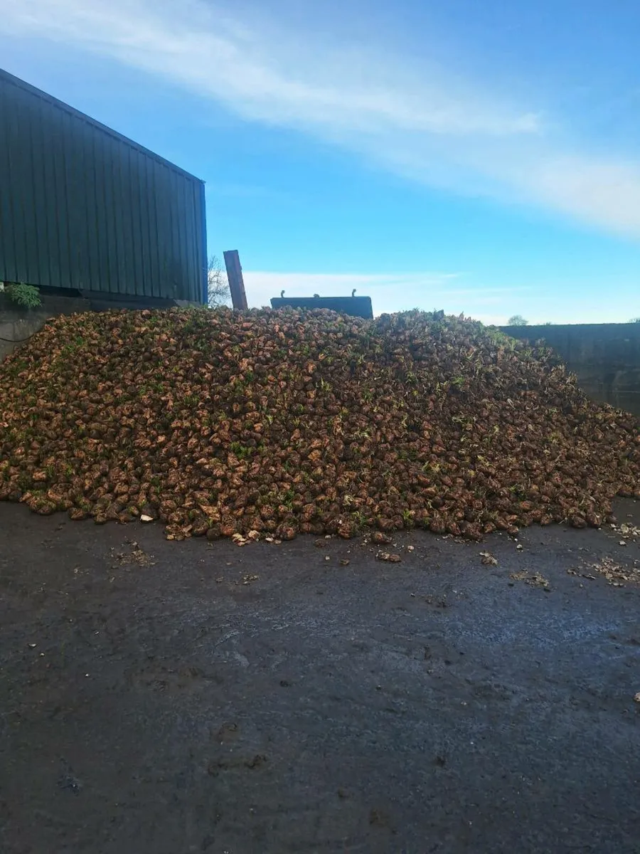 Sugar beet - Image 1