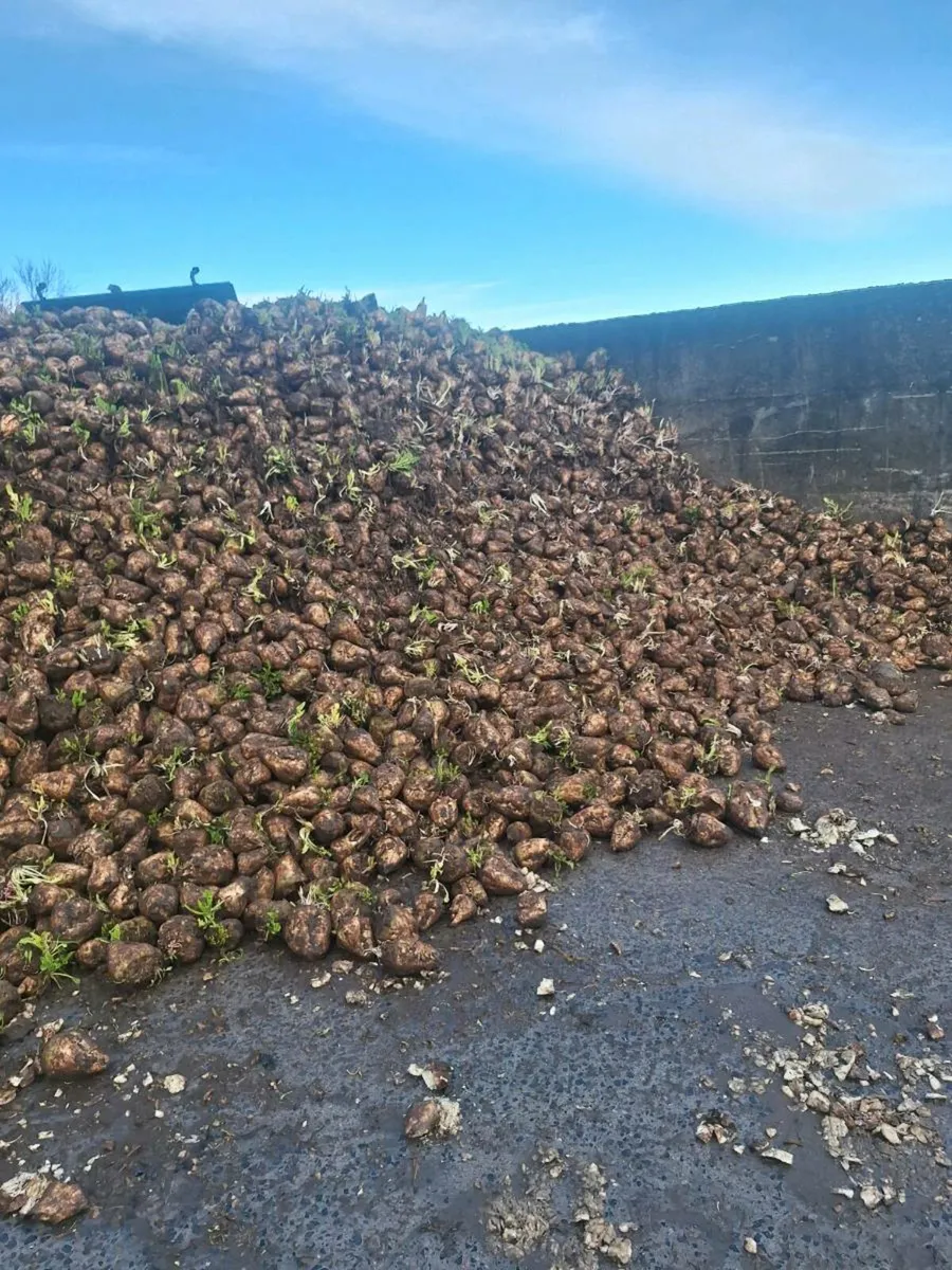 Sugar beet - Image 2