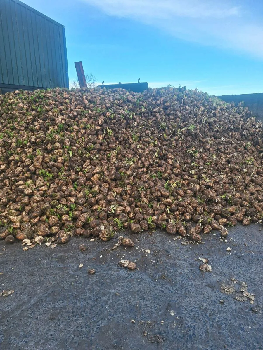 Sugar beet - Image 3