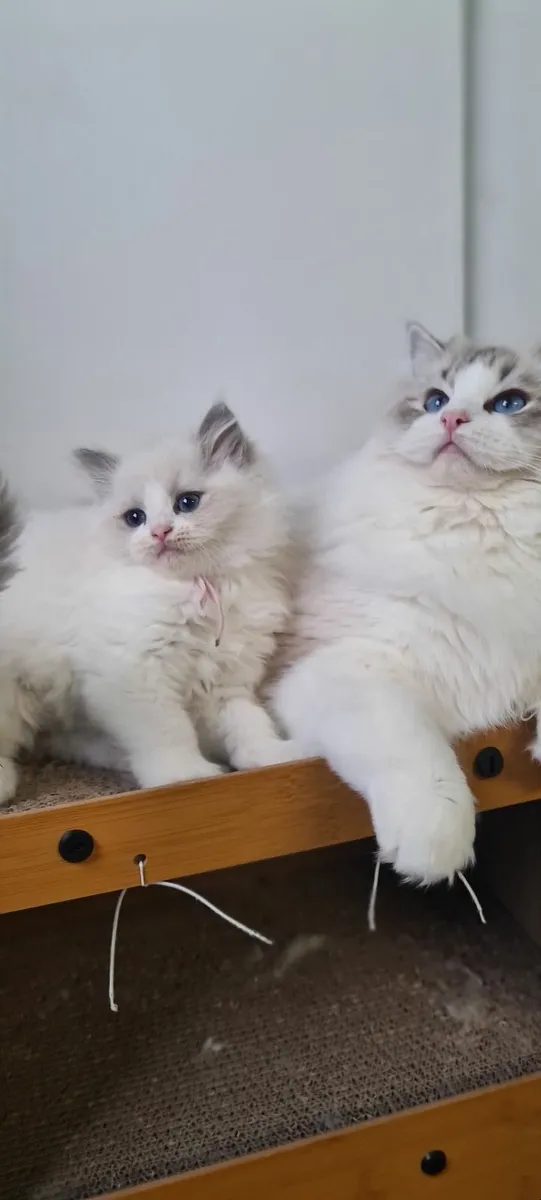 Gccf ragdoll kittens - Image 1