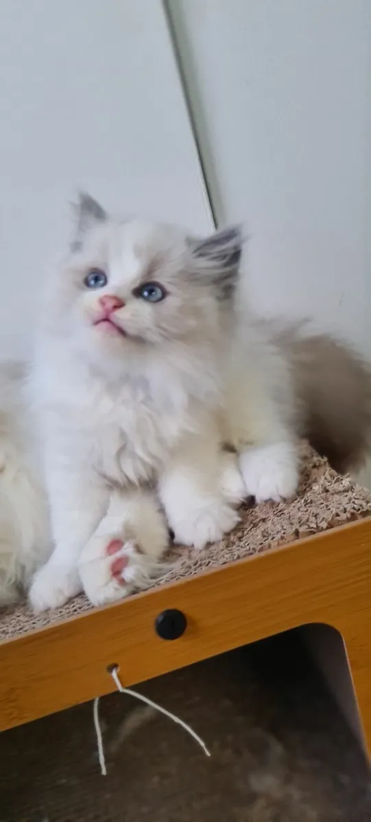Gccf ragdoll kittens - Image 2