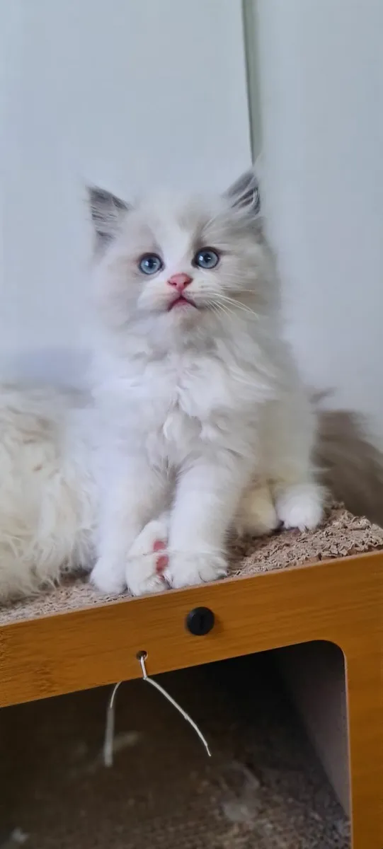 Gccf ragdoll kittens - Image 3
