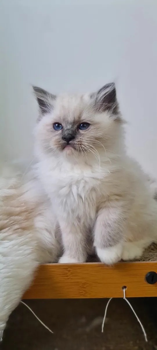 Gccf ragdoll kittens - Image 4