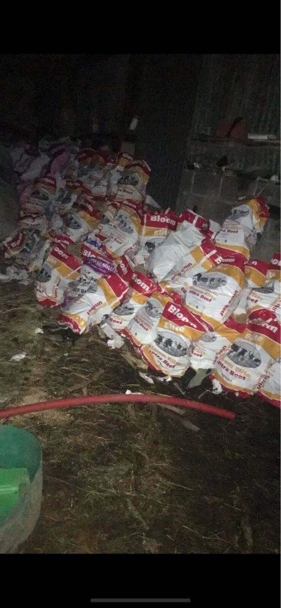 Ash firewood - Image 4