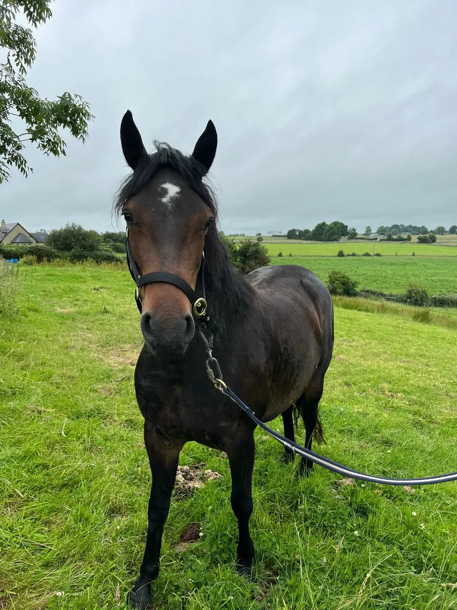 Eye catching 13.2.pony - Image 1