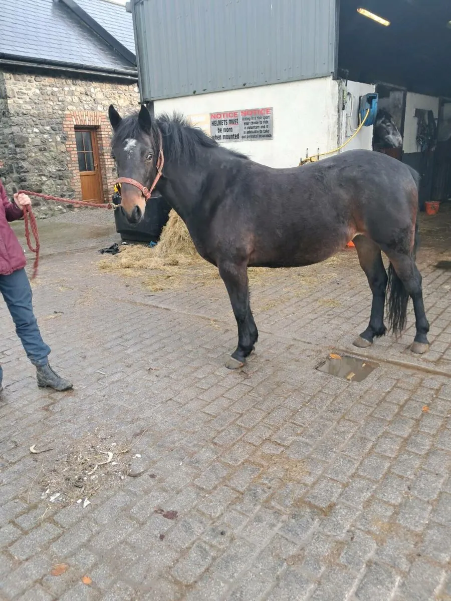 Eye catching 13.2.pony - Image 2