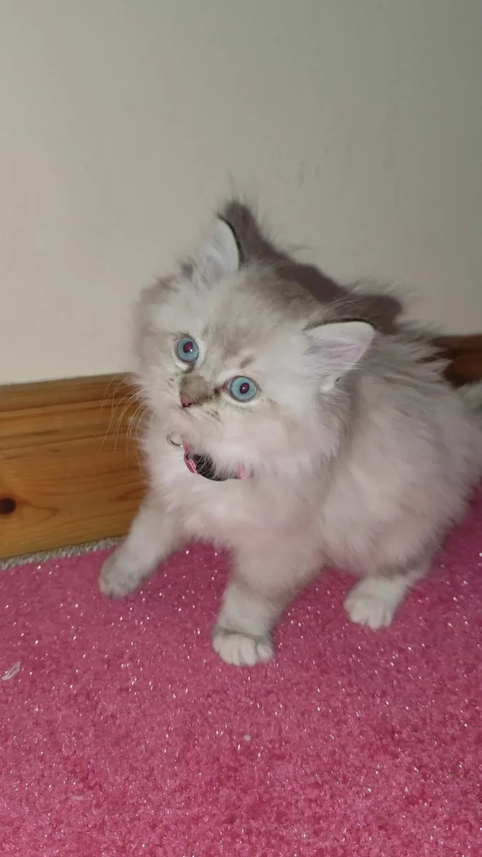 🏆 Beautiful Ragdoll Kittens🏆 - Image 1