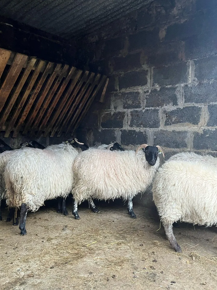 Ewes Lambs - Image 1