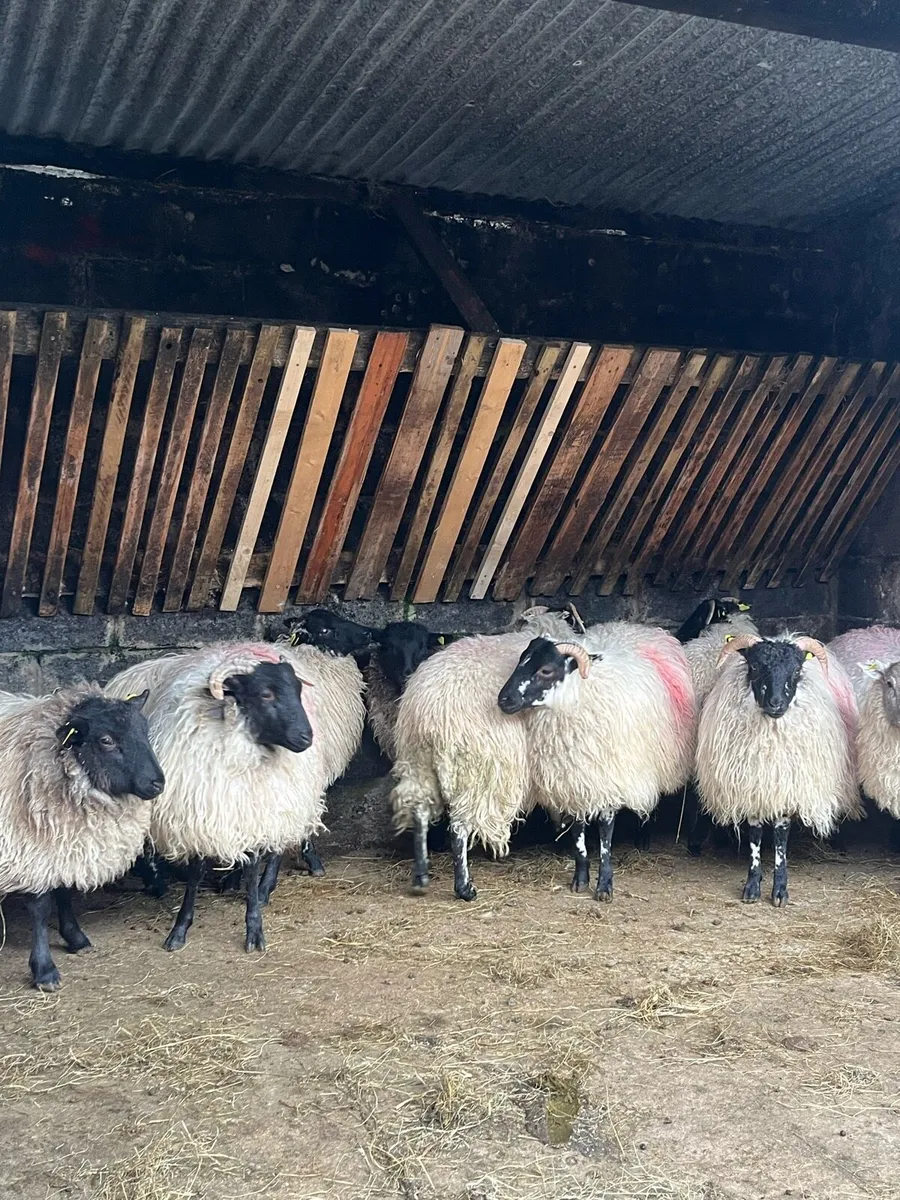 Ewes Lambs - Image 2