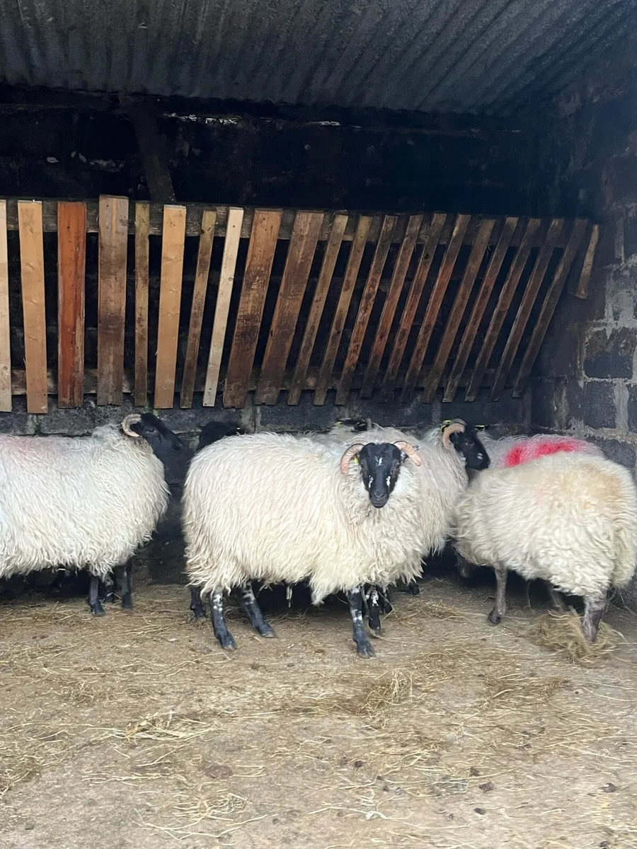 Ewes Lambs - Image 3