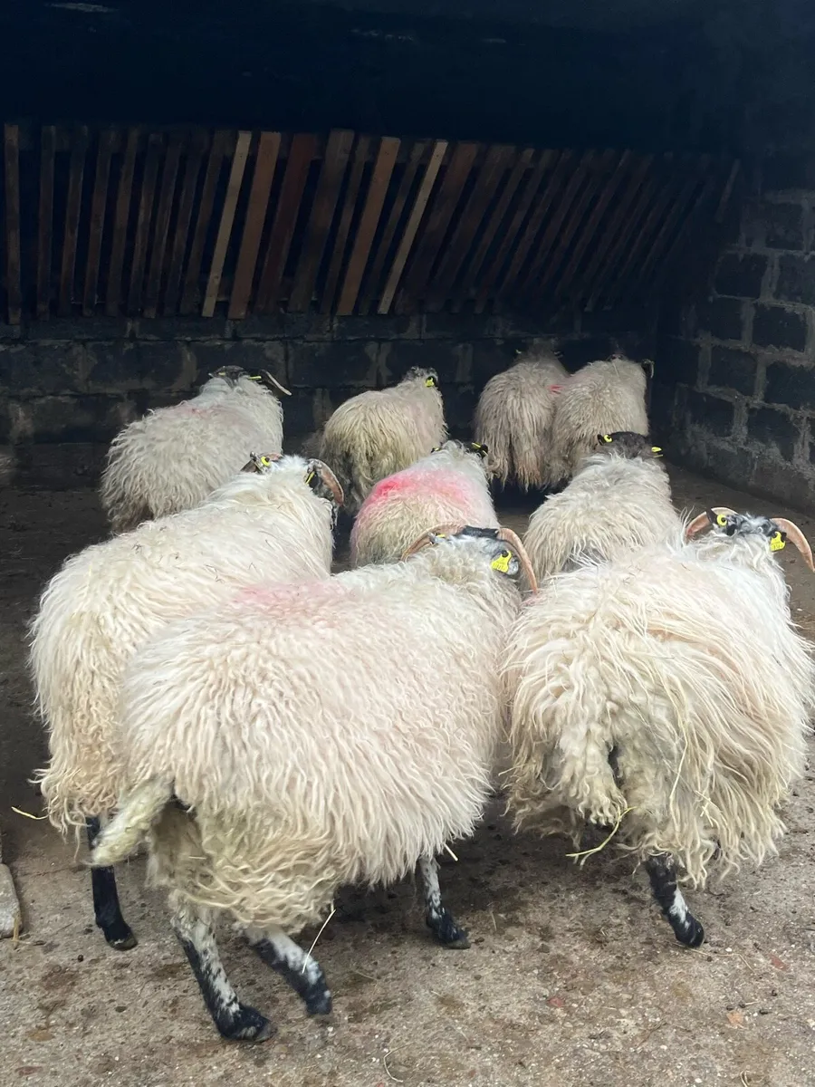 Ewes Lambs - Image 4