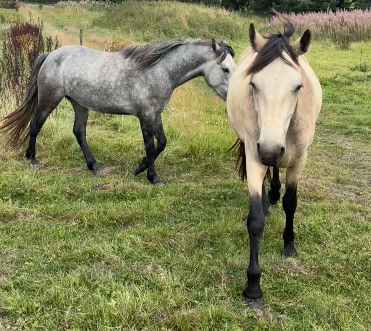 Beautiful Dun Connemara Mare - Image 3