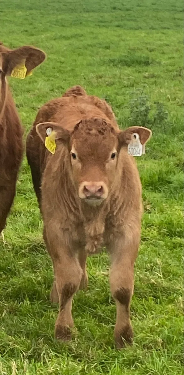 Wilodge Vantastic bull calf - Image 1