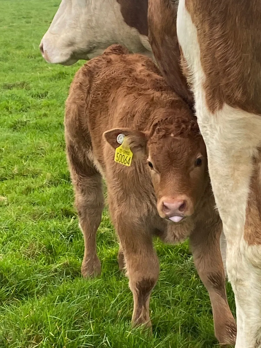 Wilodge Vantastic bull calf - Image 2