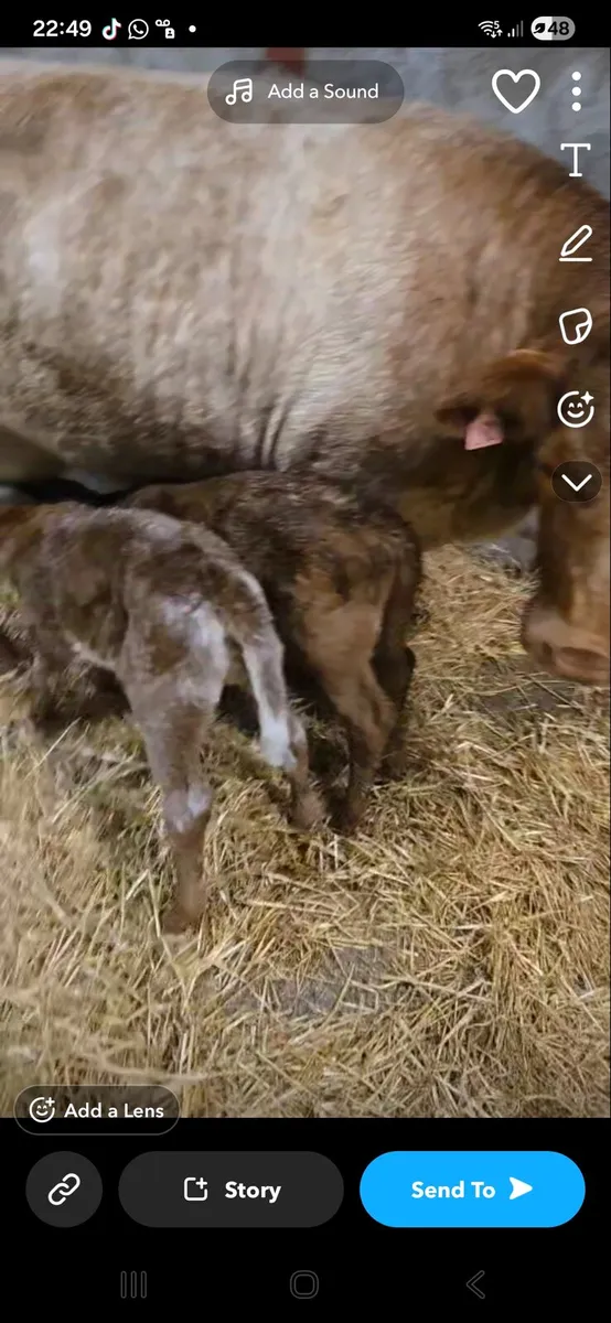Calf debudding, Horn removal and Squeezing - Image 2