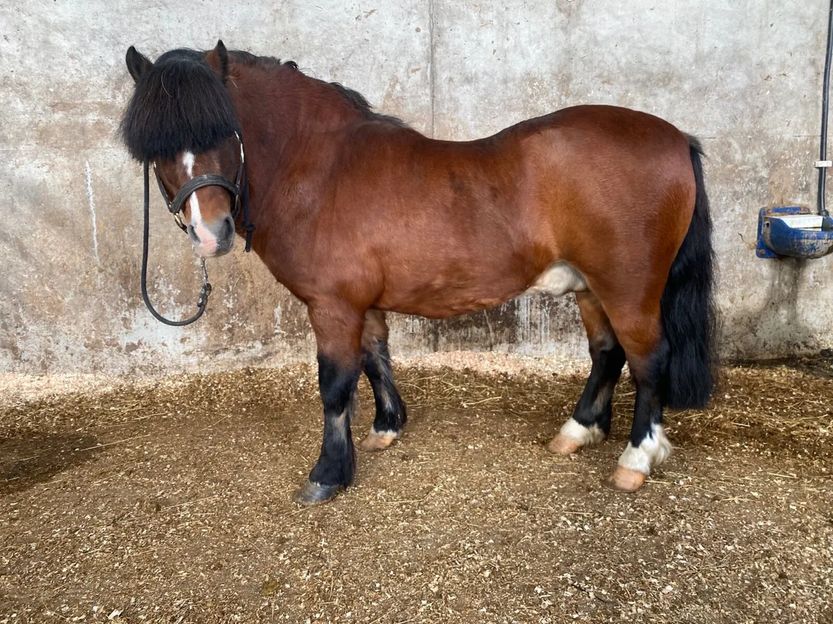 Kerry Bog Pony Stallion - Image 1