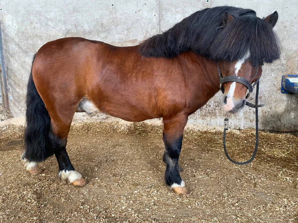 Kerry Bog Pony Stallion - Image 2