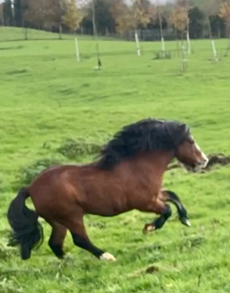 Kerry Bog Pony Stallion - Image 3