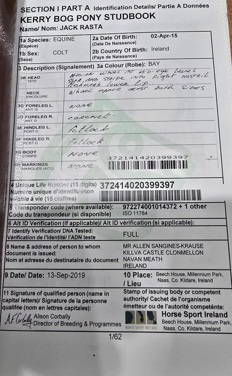 Kerry Bog Pony Stallion - Image 4