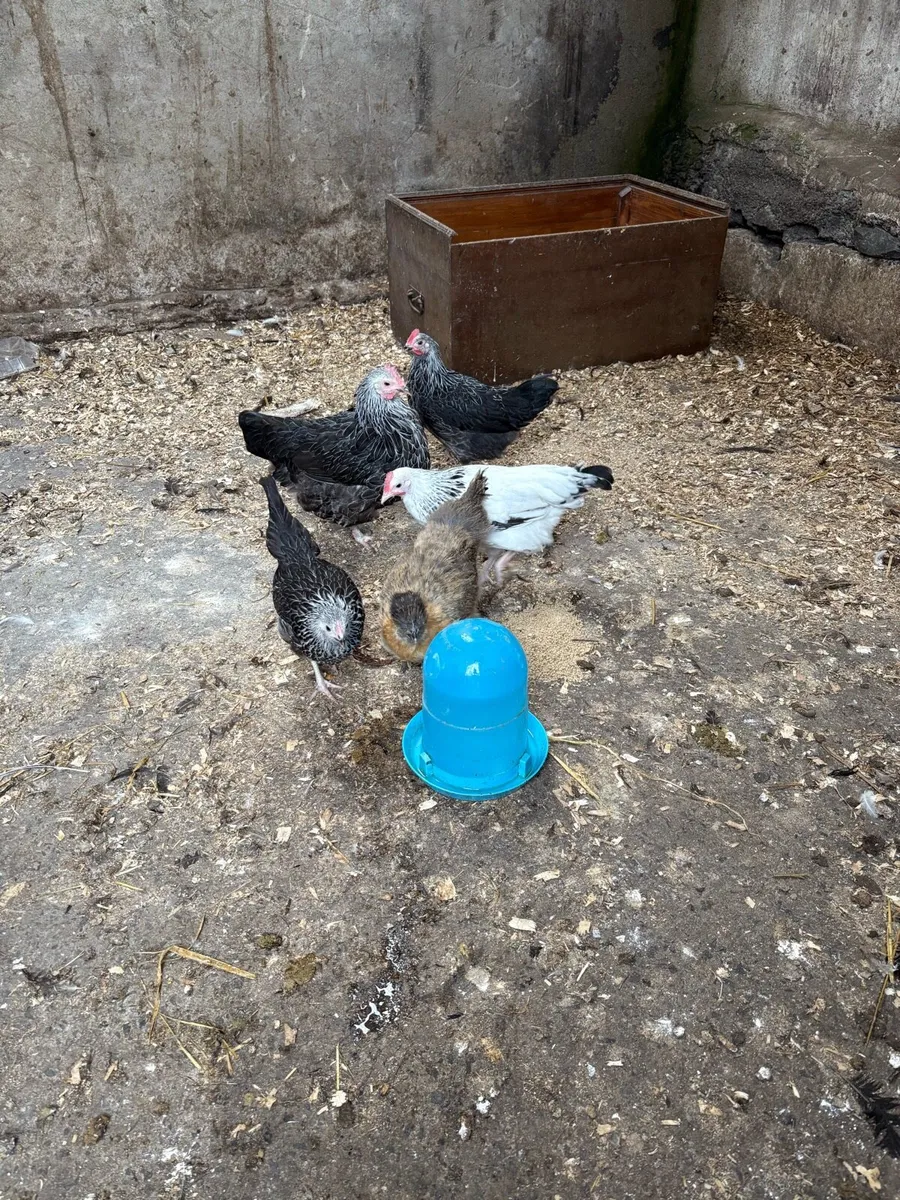 Bantam silver + light Sussex roosters - Image 2