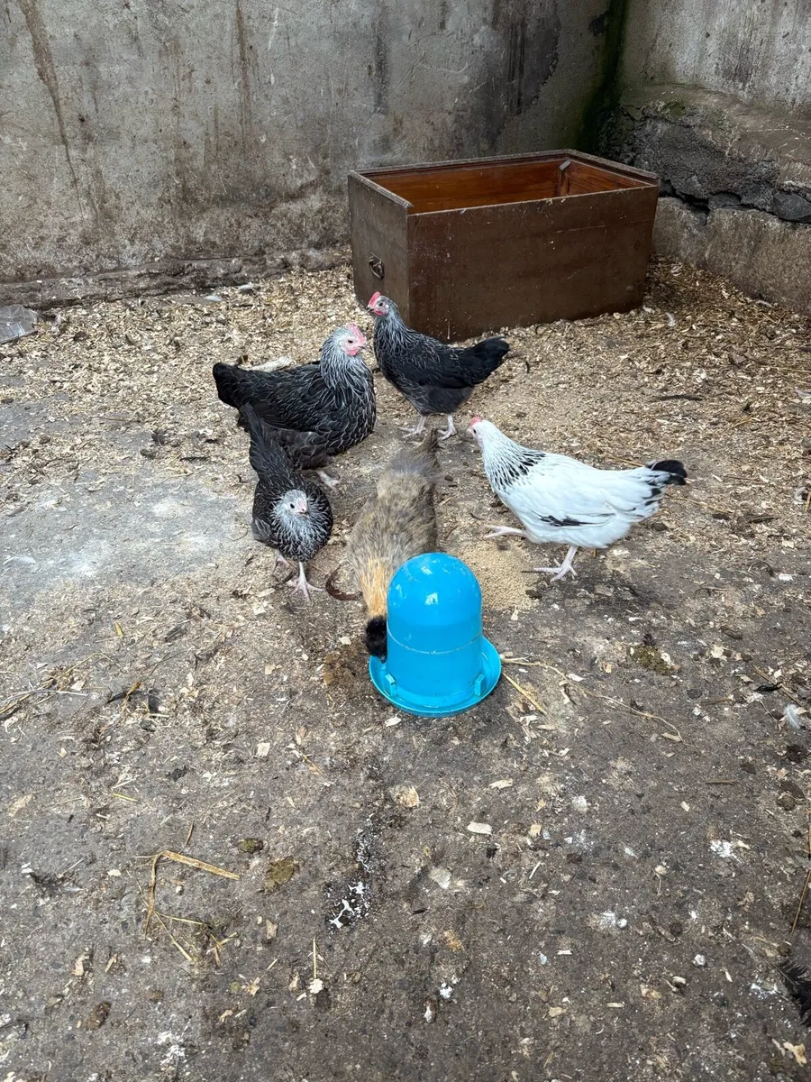 Bantam silver + light Sussex roosters - Image 1