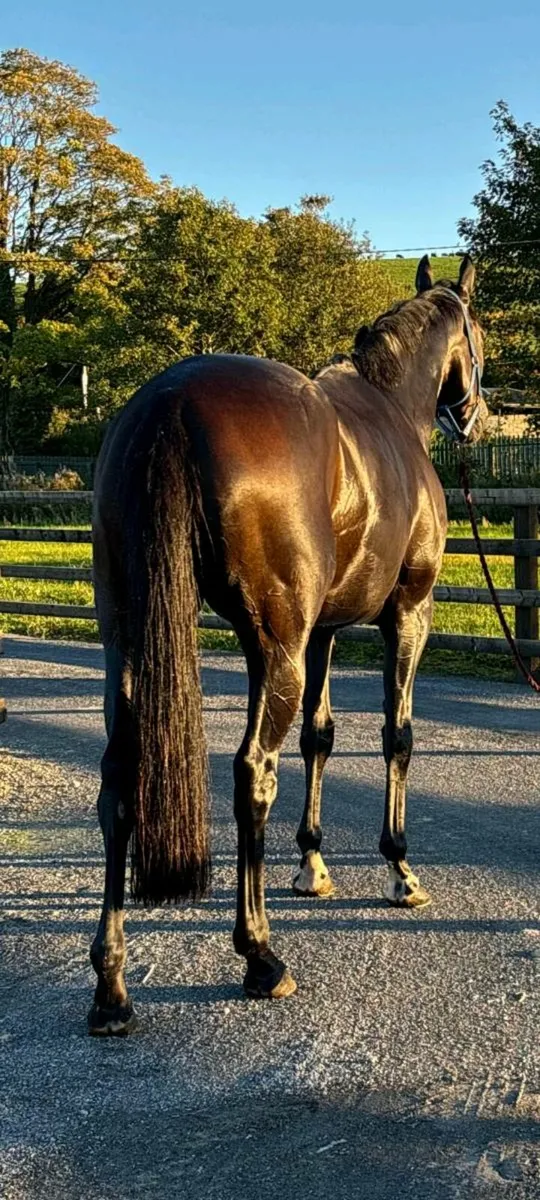 Perfect all-rounder - Image 2