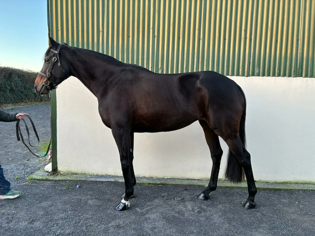 Perfect all-rounder - Image 1