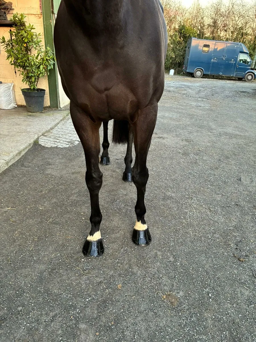 Perfect all-rounder - Image 3