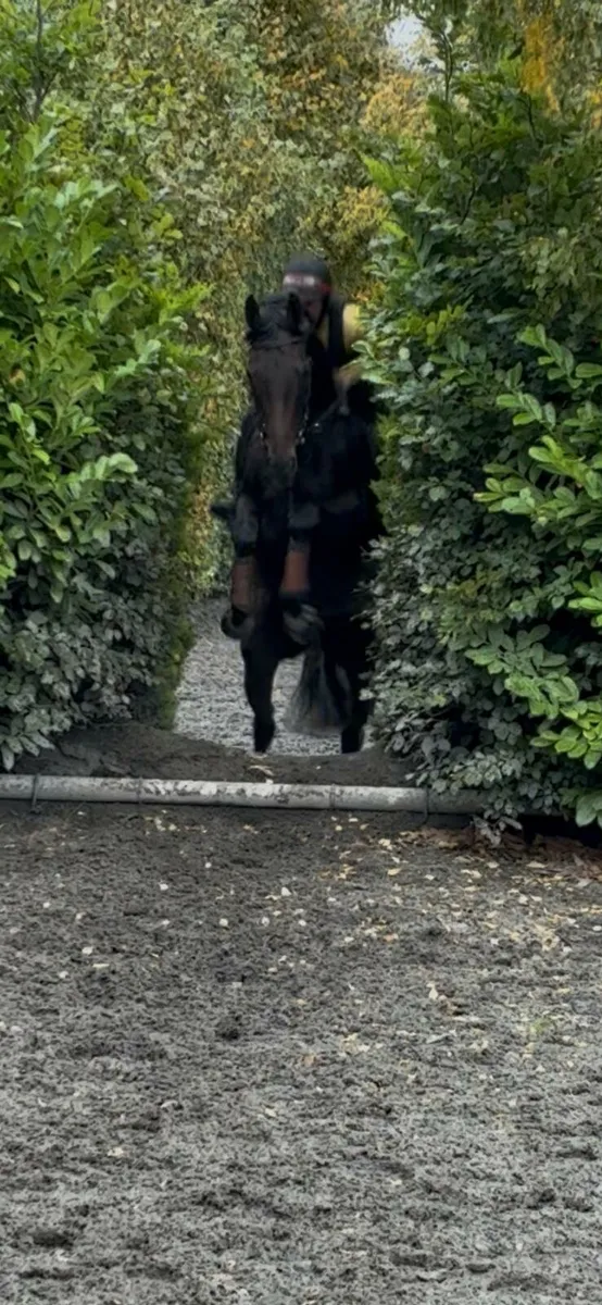 Perfect all-rounder - Image 4