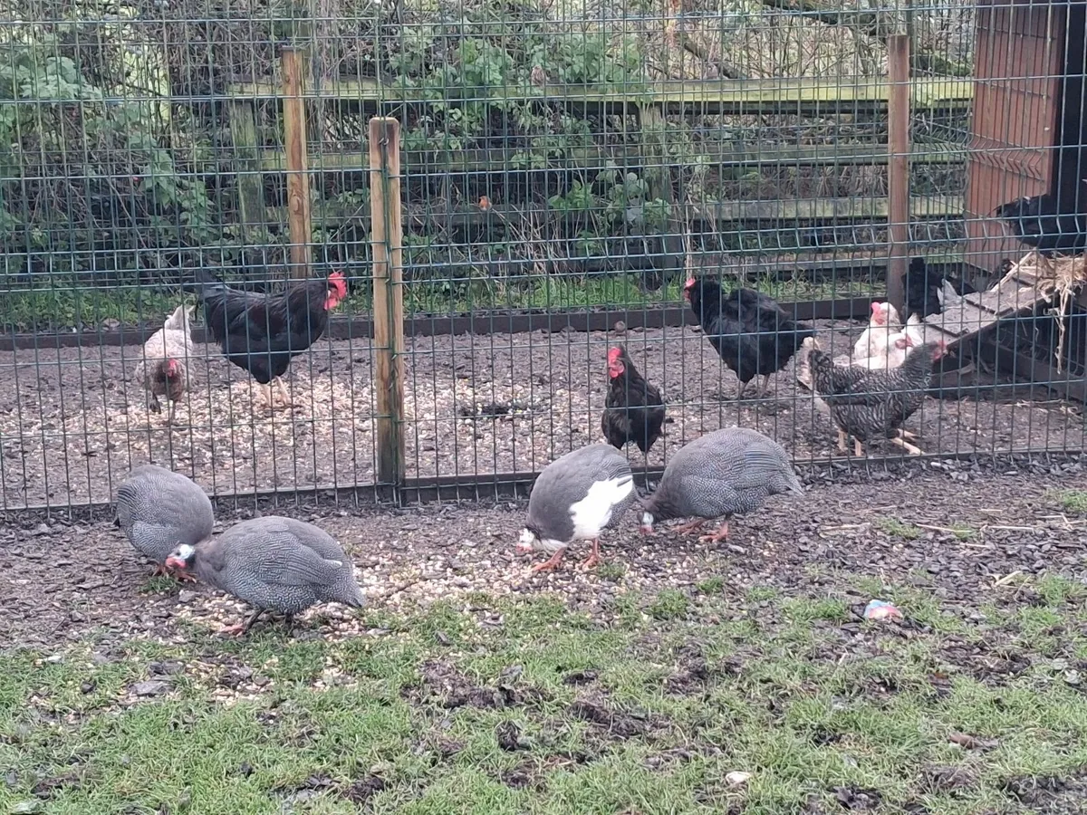 Hens and guinea fowl - Image 1