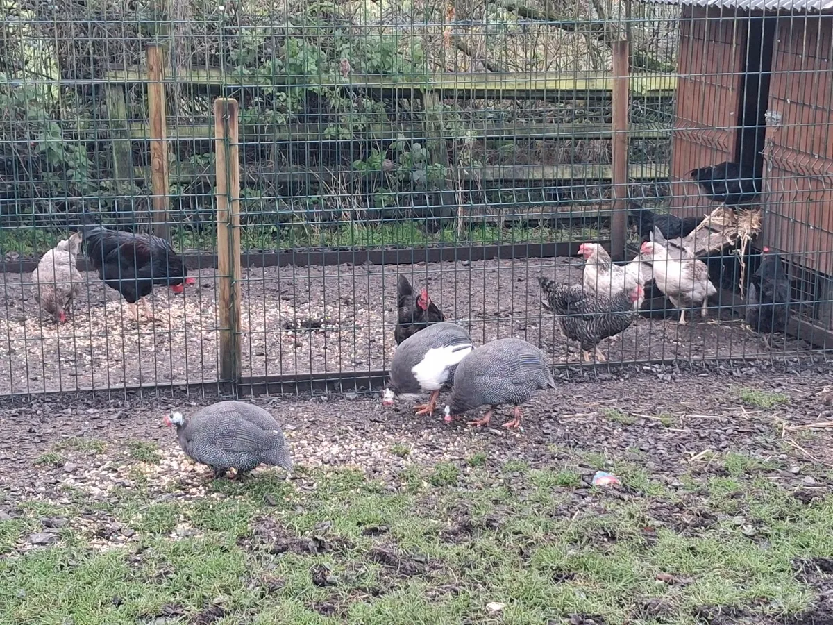Hens and guinea fowl - Image 2