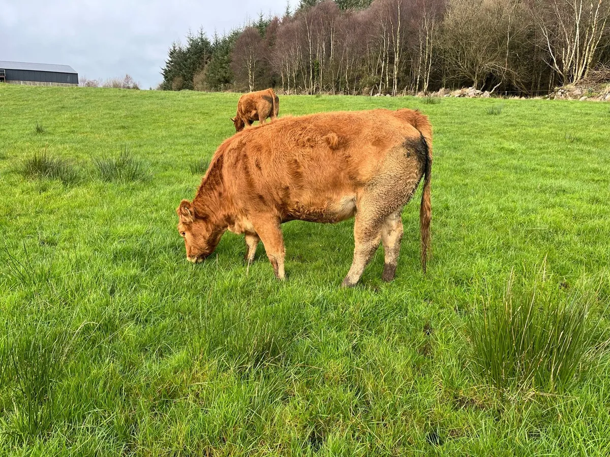 6 smashing springers going Ennis Mart 2nd December - Image 2