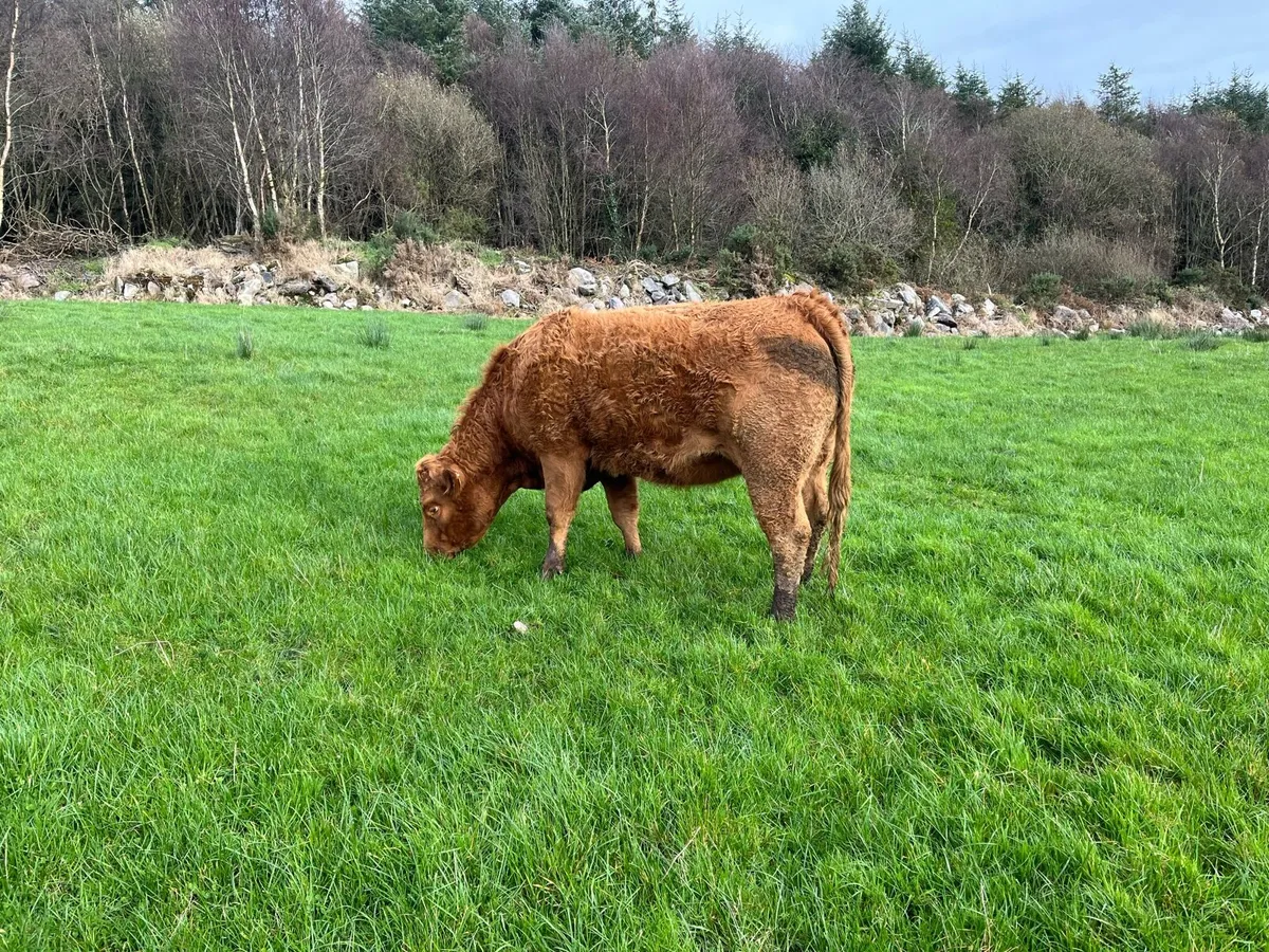 6 smashing springers going Ennis Mart 2nd December - Image 3