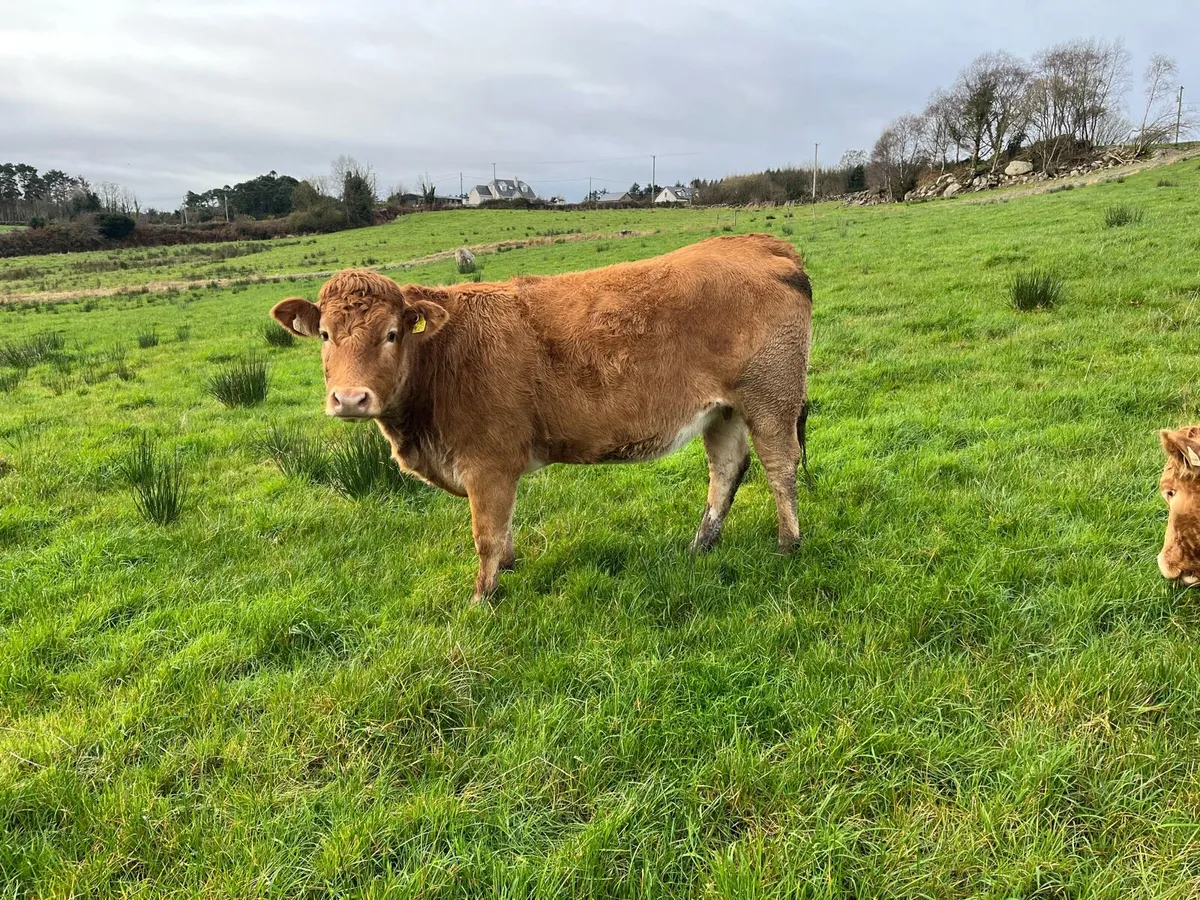 6 smashing springers going Ennis Mart 2nd December - Image 4