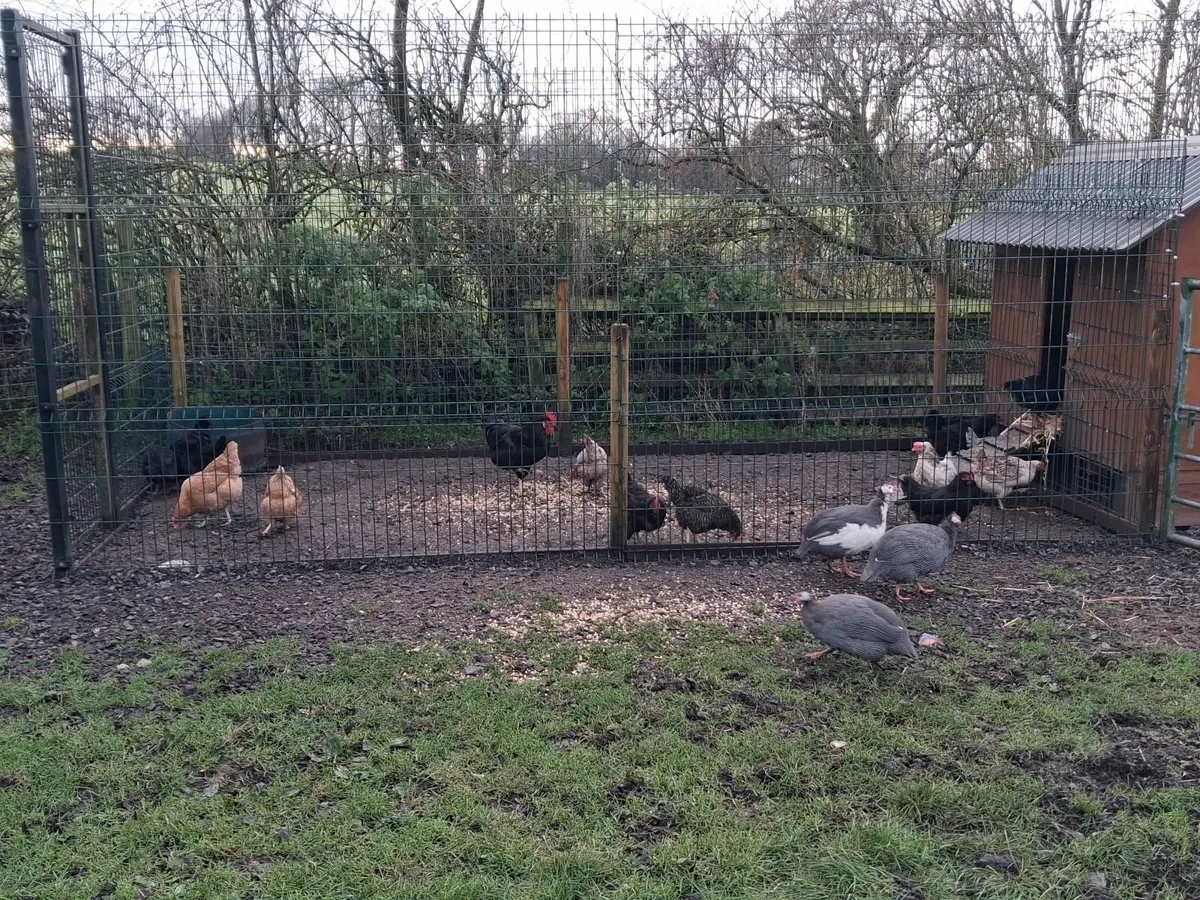 Hens and guinea fowl - Image 4