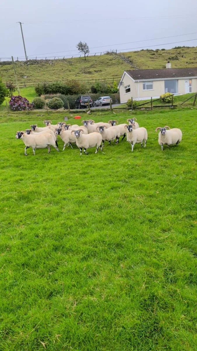 16 SBF Ewes - Tupped with BFL