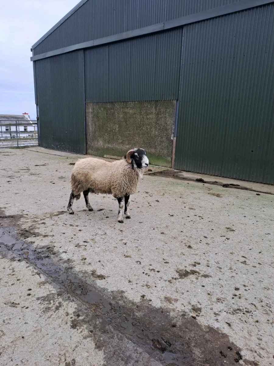 Hogget Ram - Image 1