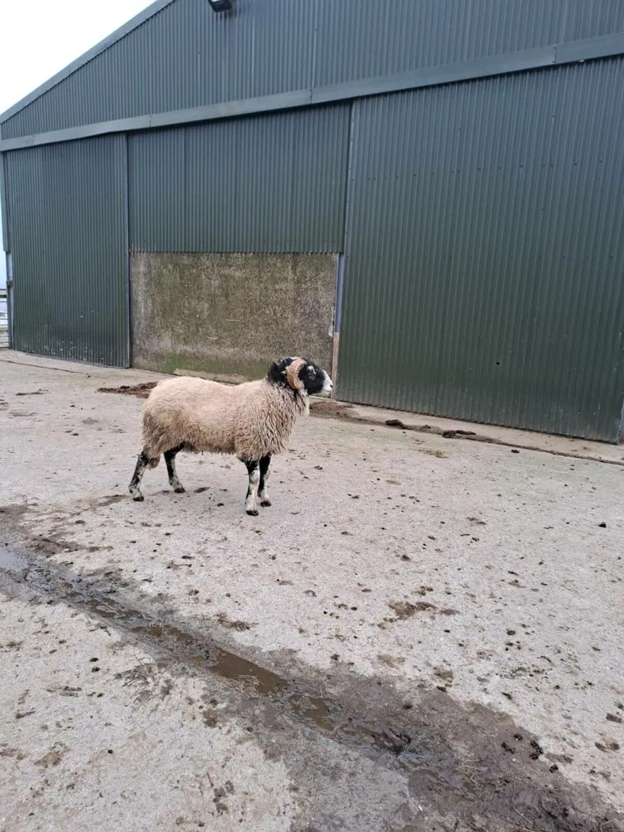 Hogget Ram - Image 2