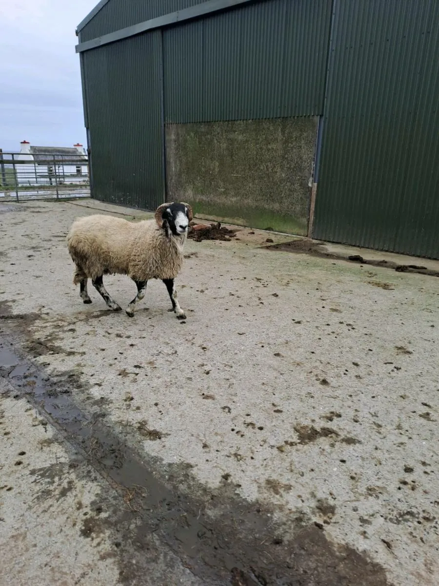 Hogget Ram - Image 3