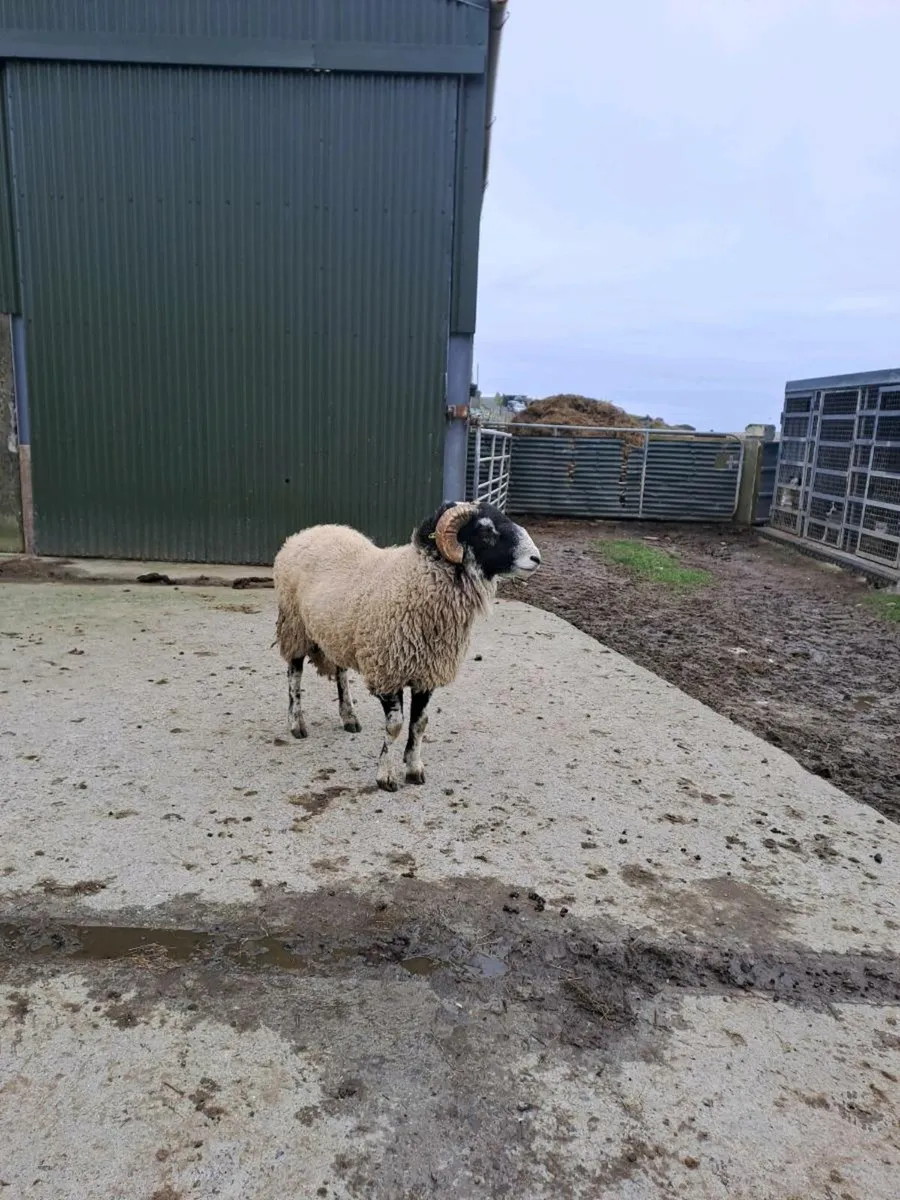 Hogget Ram - Image 4