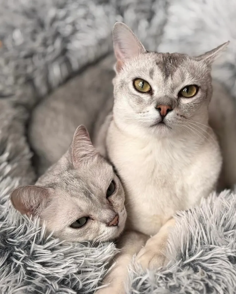 Burmilla kittens🎈🎈 - Image 3