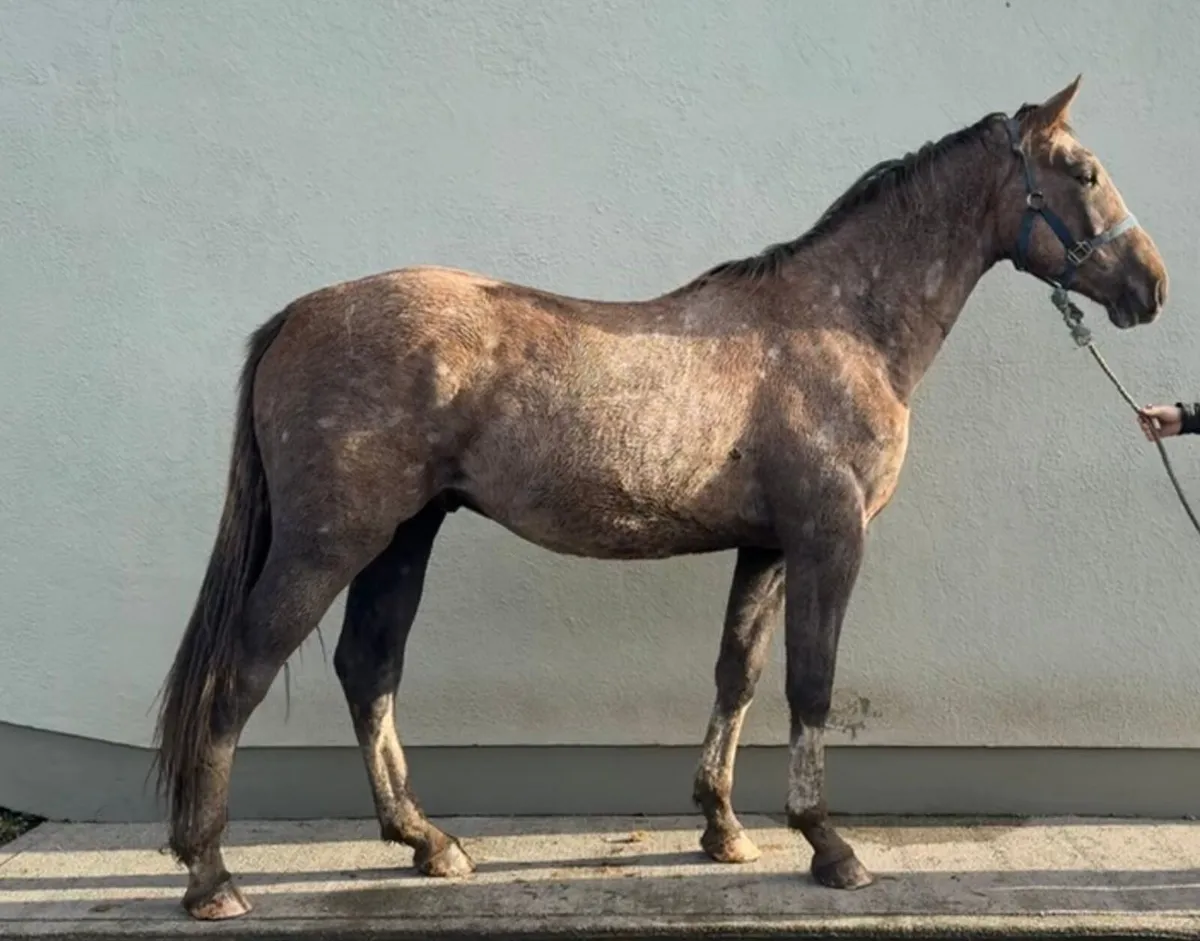 Rising 3 year old gelding - Image 1