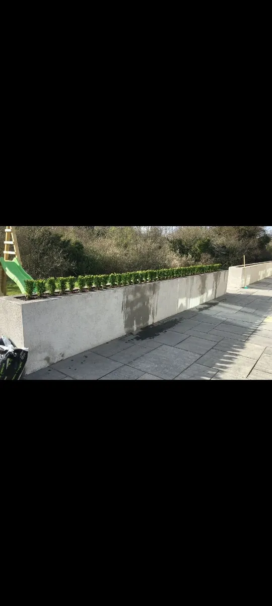 Box Hedging - Image 2